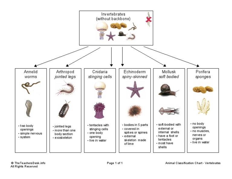 1. Characteristics and classification of organisms - Ms. Calabria