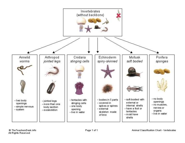 Animal Traits for Classification - Graphic Organizer