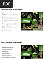 Aula-de-Artropodes-2ºano