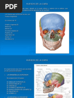 Anatomia de los Huesos de La Cara
