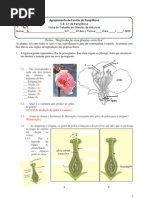Ficha de trabalho de Ciências da Natureza do 6º Ano- reprodução nas plantas com flor