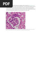 Tinción Histológica: Hematoxilina y Eosina | PDF | Tinción | Tejido ...