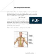 Sistema Nervioso Humano 2 PDF