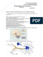 Contestado 2do Examen Bases Biologicas