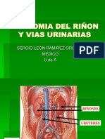 Anatomia del Riñon