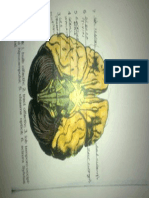 Nucleii Trunchiului cerebral