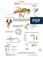 Apis Mellifica: Anatomía