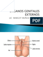 Organos Genitales Externos