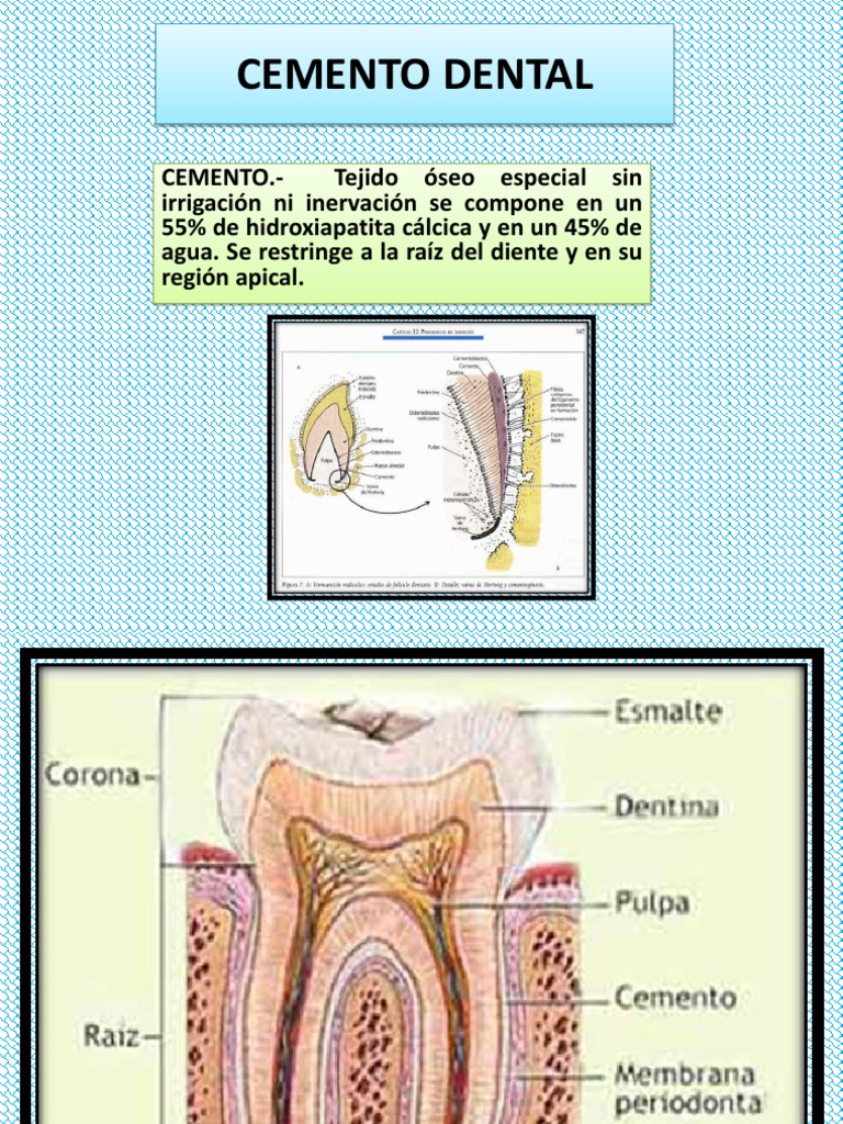 diapositiva cemento dentario Diente humano Esmalte de dientes