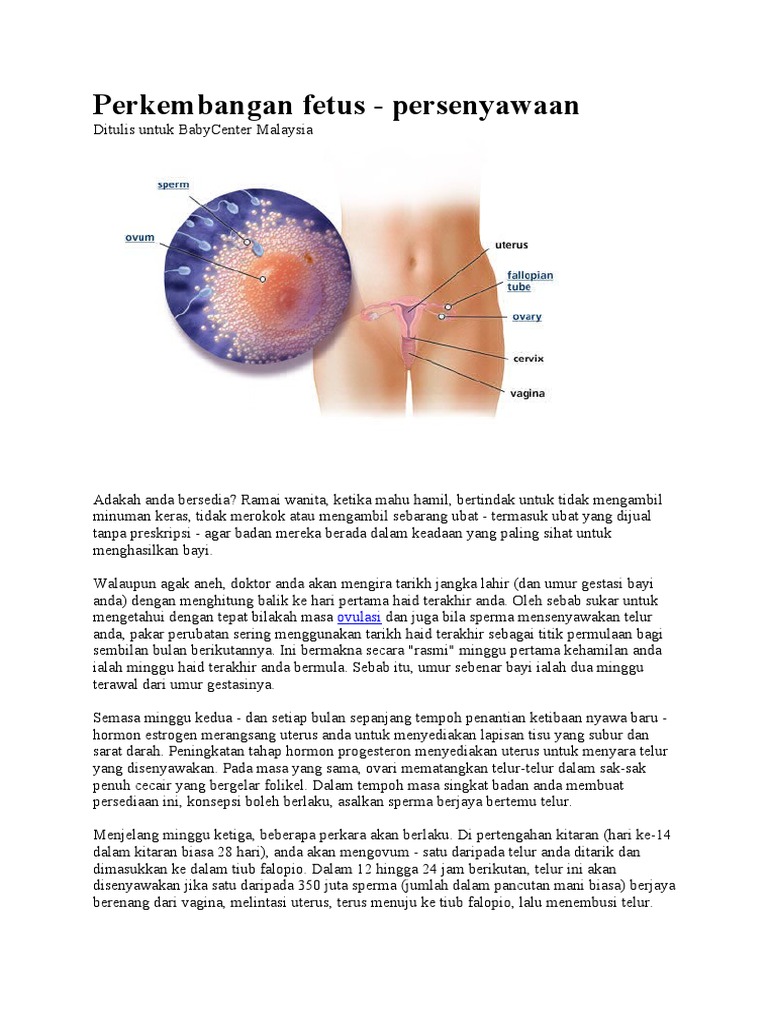 Perkembangan Janin Bayi  PDF