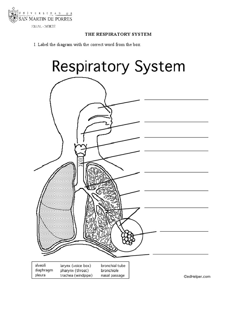 35 Label The Respiratory System - Labels Database 2020