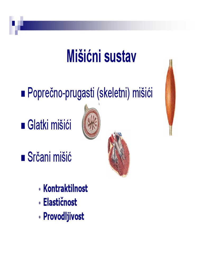 Misicni Sustav | PDF