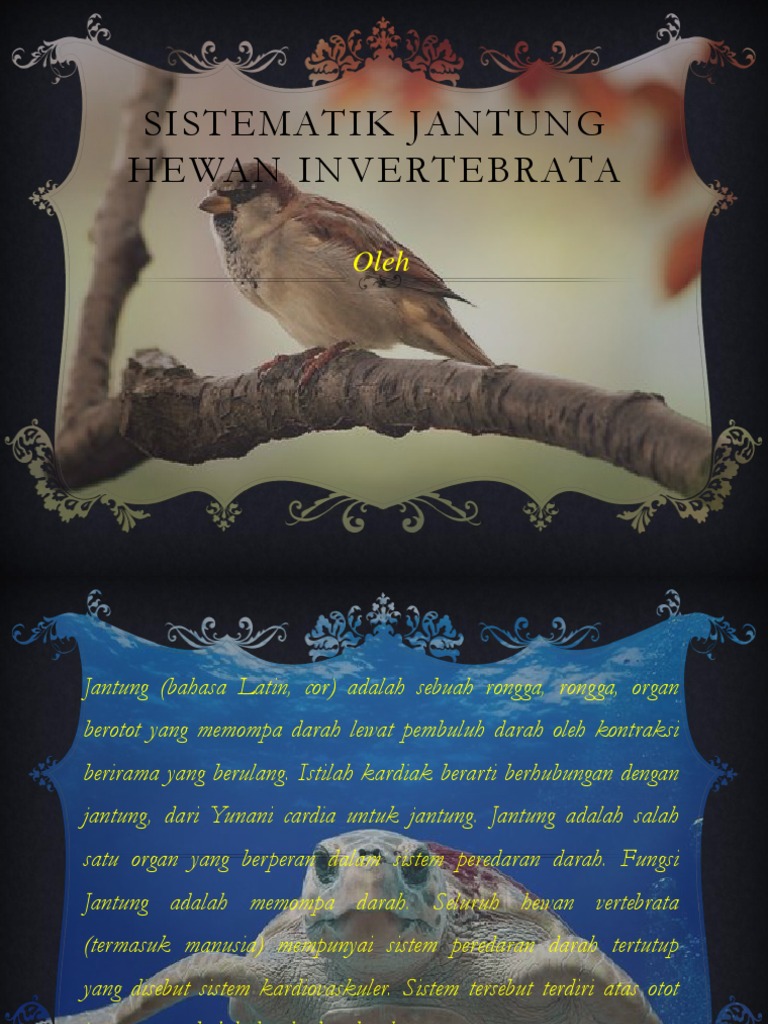 41+ Gambar Jantung Hewan Vertebrata Terbaik