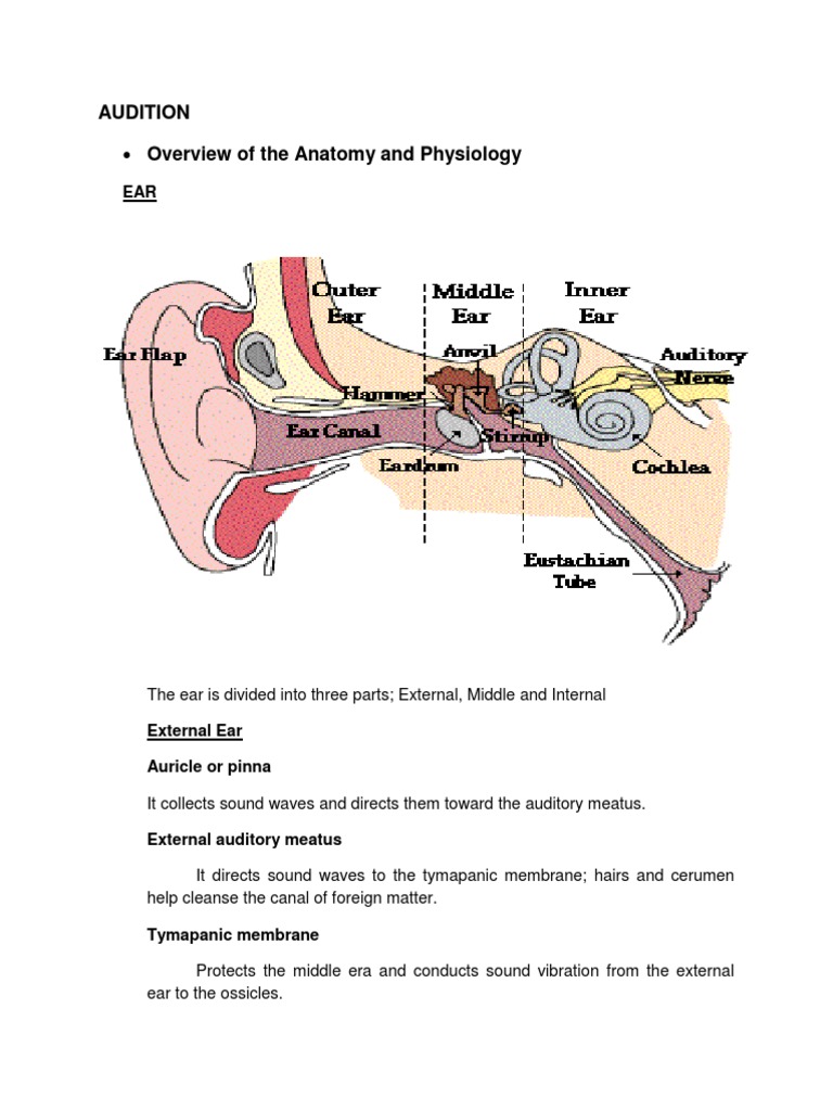 Overview of the Anatomy and Physiology Audition Ear Overview of the Anatomy and Physiology Audition Ear