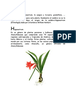 Acerca Del Bulbo | PDF | Horticultura y jardinería | Botánica