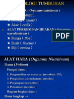 Pertumbuhan Vegetatif