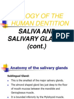 Salivary Glands