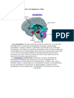 El Cerebro y Sus Partes