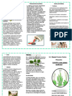 LLANTEN Como Planta Medicinal