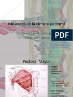 Músculos de la cintura pectoral