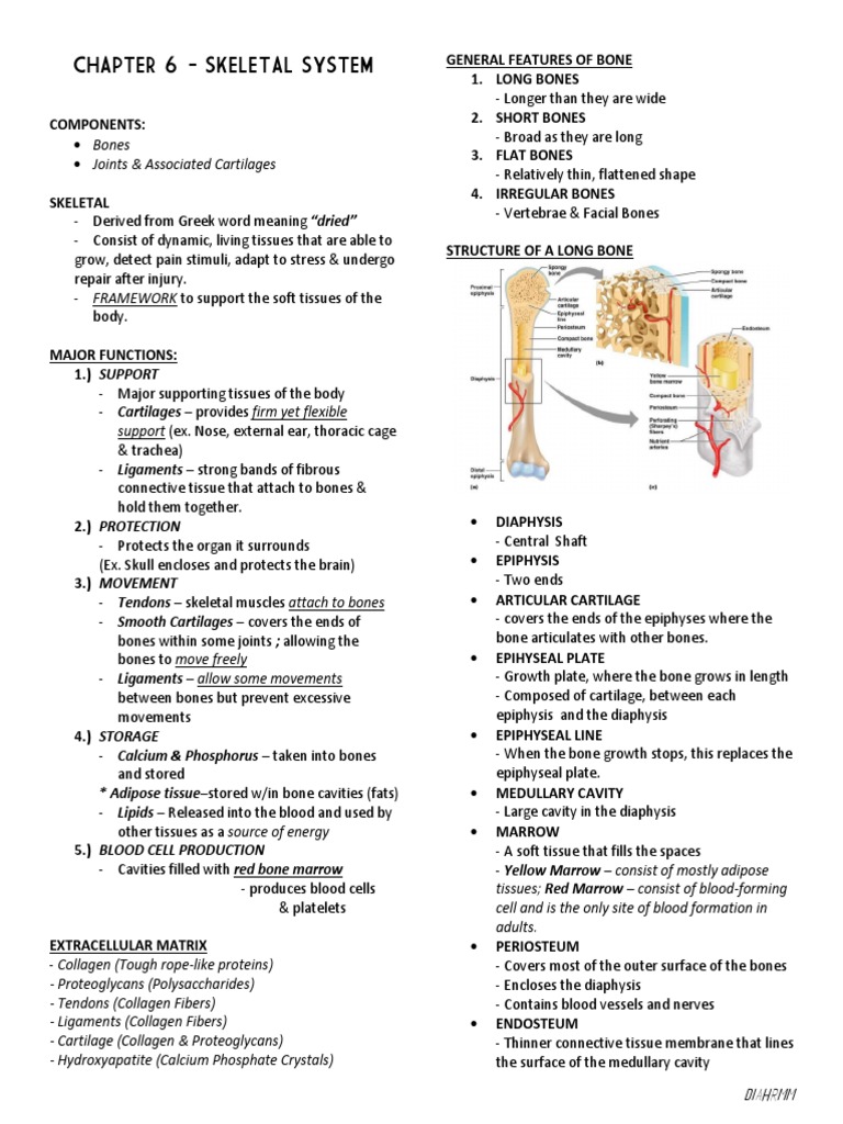 Overview of the Skeletal System | PDF | Bone | Osteoblast