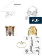4 - Esqueleto Humano Trabajo Practico 2da Version