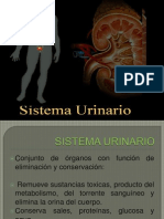 sistema urinario.pptx