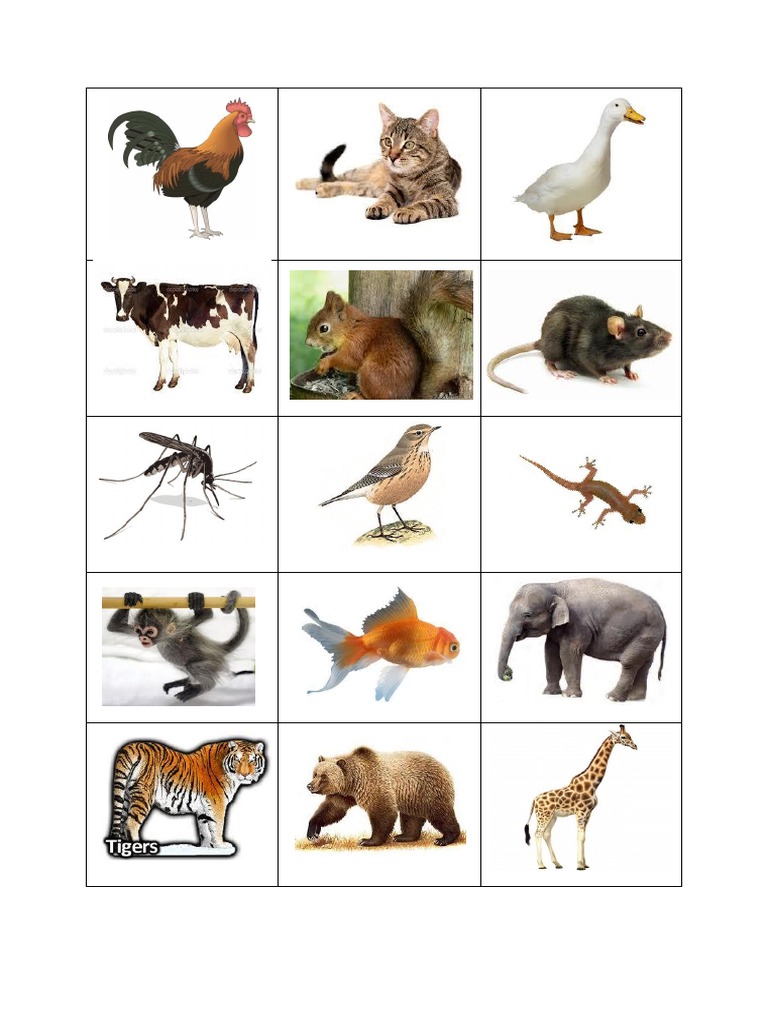 Gambar Haiwan | PDF
