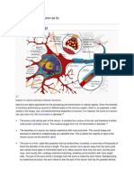 Discuss The Neuron As t1