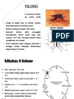 Ciri dan Siklus Hidup Nyamuk Aedes aegypti