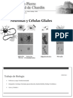 Neuronasyclulasgliales 120805202348 Phpapp02