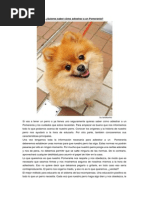 Pomerania