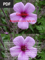 Gerânio