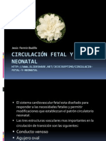 Circulacinfetalyneonatal 130102221052 Phpapp02