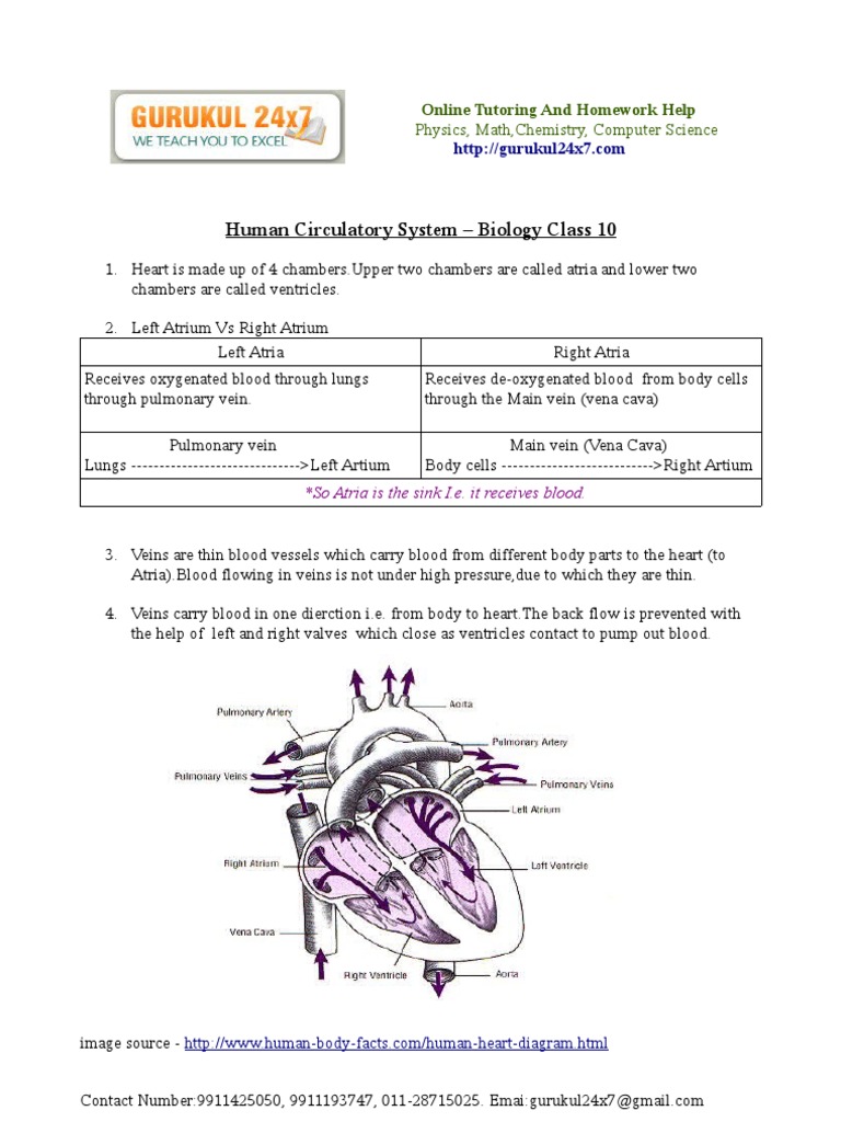 the-circulatory-system-worksheet-answers