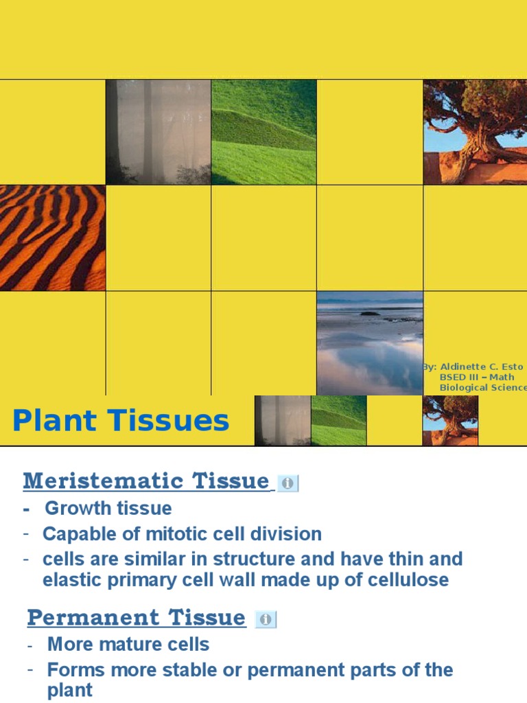 Plant Tissues and Organs Overview | PDF | Leaf | Plant Stem