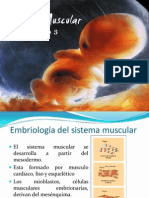 Embriologia Muscular