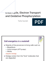 Krebs Cycle, Electron Transport and Oxidative Phosphorylation Explained