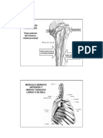 Extra - Miembro Superior - Musculos Inserciones 