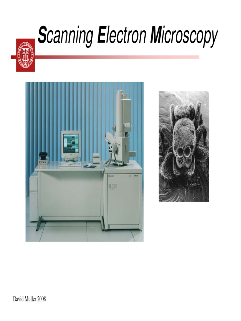 3 Scanning Electron Micros | PDF
