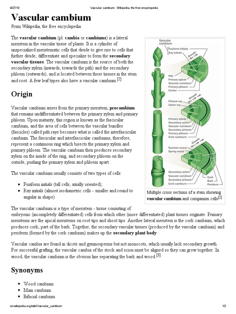 Vascular Cambium Tissue (Biology) Plant Morphology