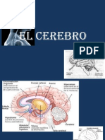 Cerebro