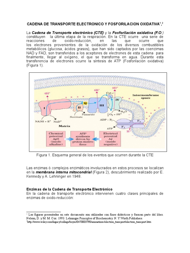 Efecto del fluoruro sobre la citotoxicidad implicada en la disfunción  mitocondrial: una revisión del mecanismo. - Red de Acción sobre el Fluoruro, image size:768x1024