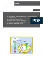 Aula 6: Bioquimica II