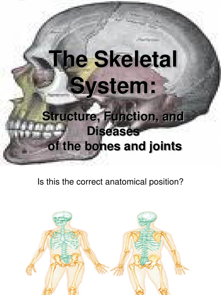 easy skeletal system diagram