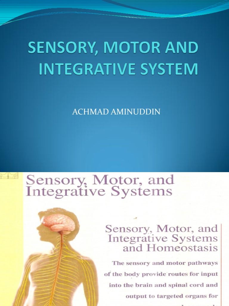 Sensory, Motor and Integrative System | PDF | Somatosensory System | Senses