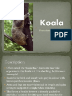 koala powerpoint