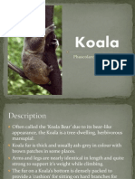 Koala Powerpoint