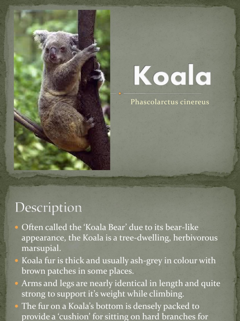 koala presentation english