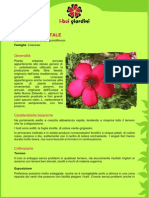 Lino.pdf